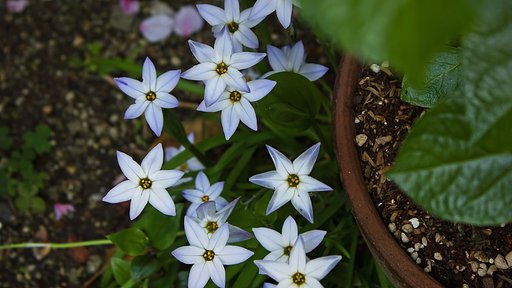 花壇の隅っこ