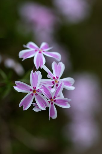 芝桜