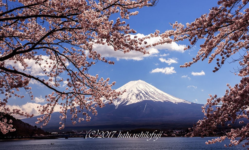 桜富士2017