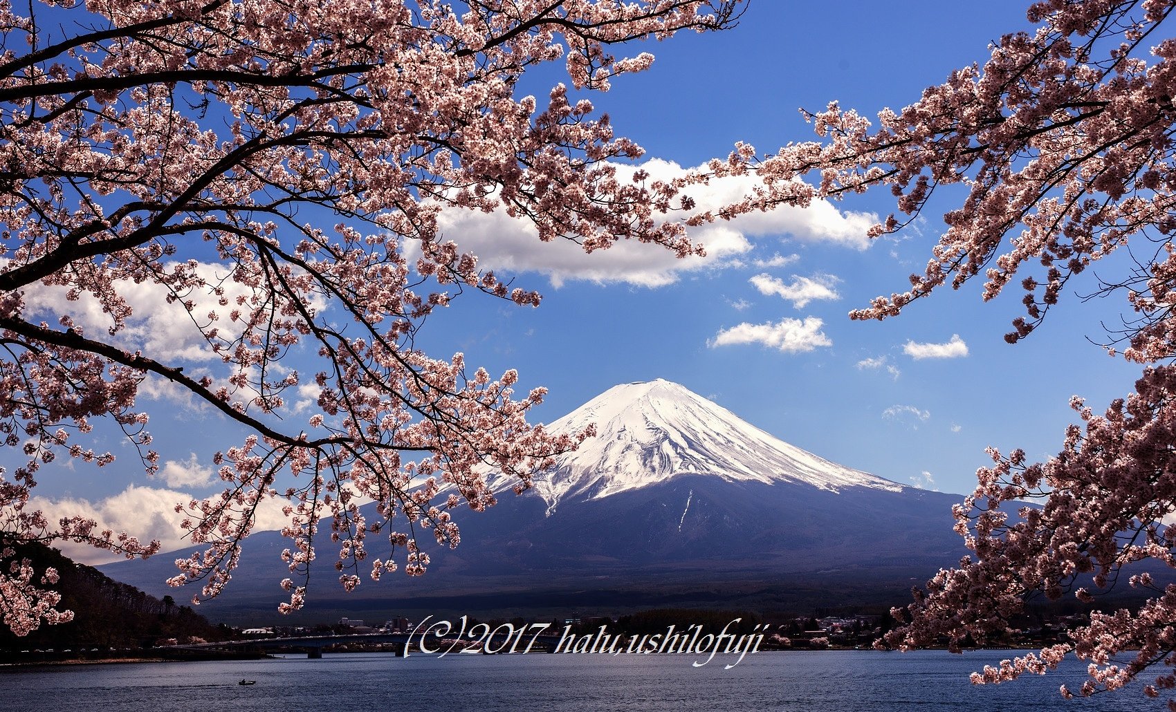 桜富士2017