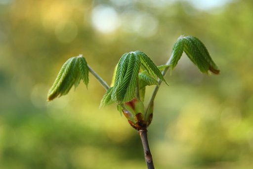 トチの新芽