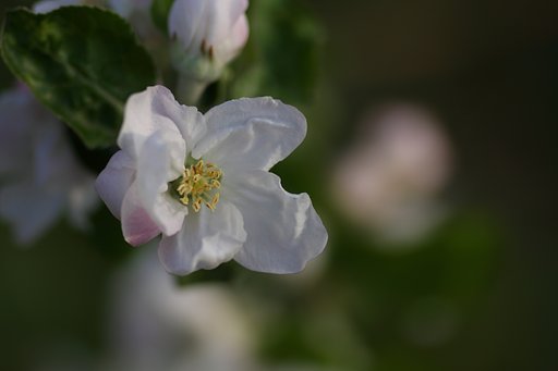 林檎の花