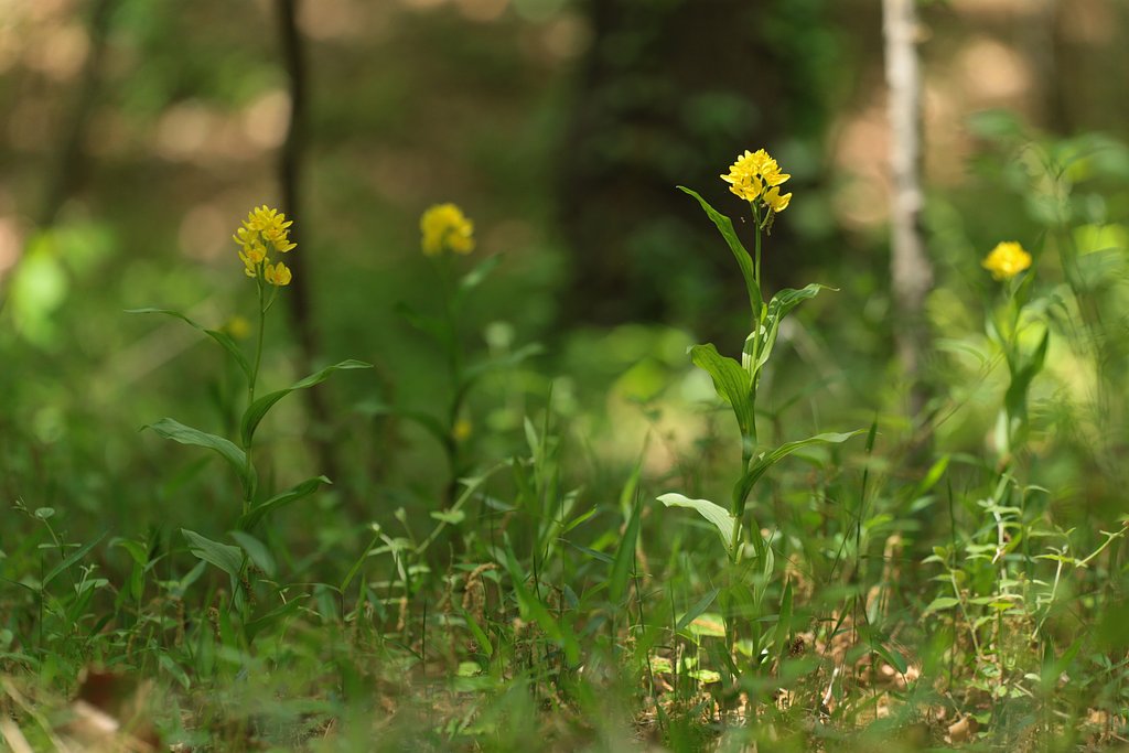 【美の国】森の黄金