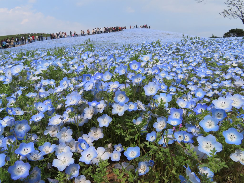 ひたちなか公園にて
