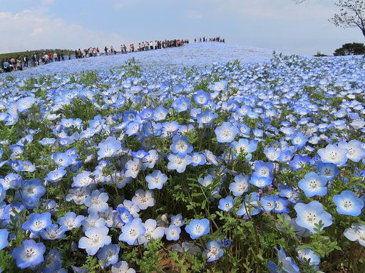 ひたちなか公園にて