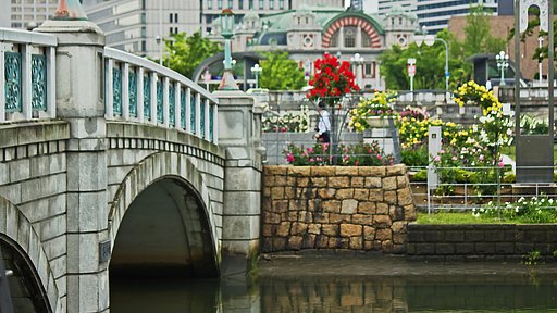 中之島の薔薇景色