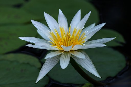 睡蓮