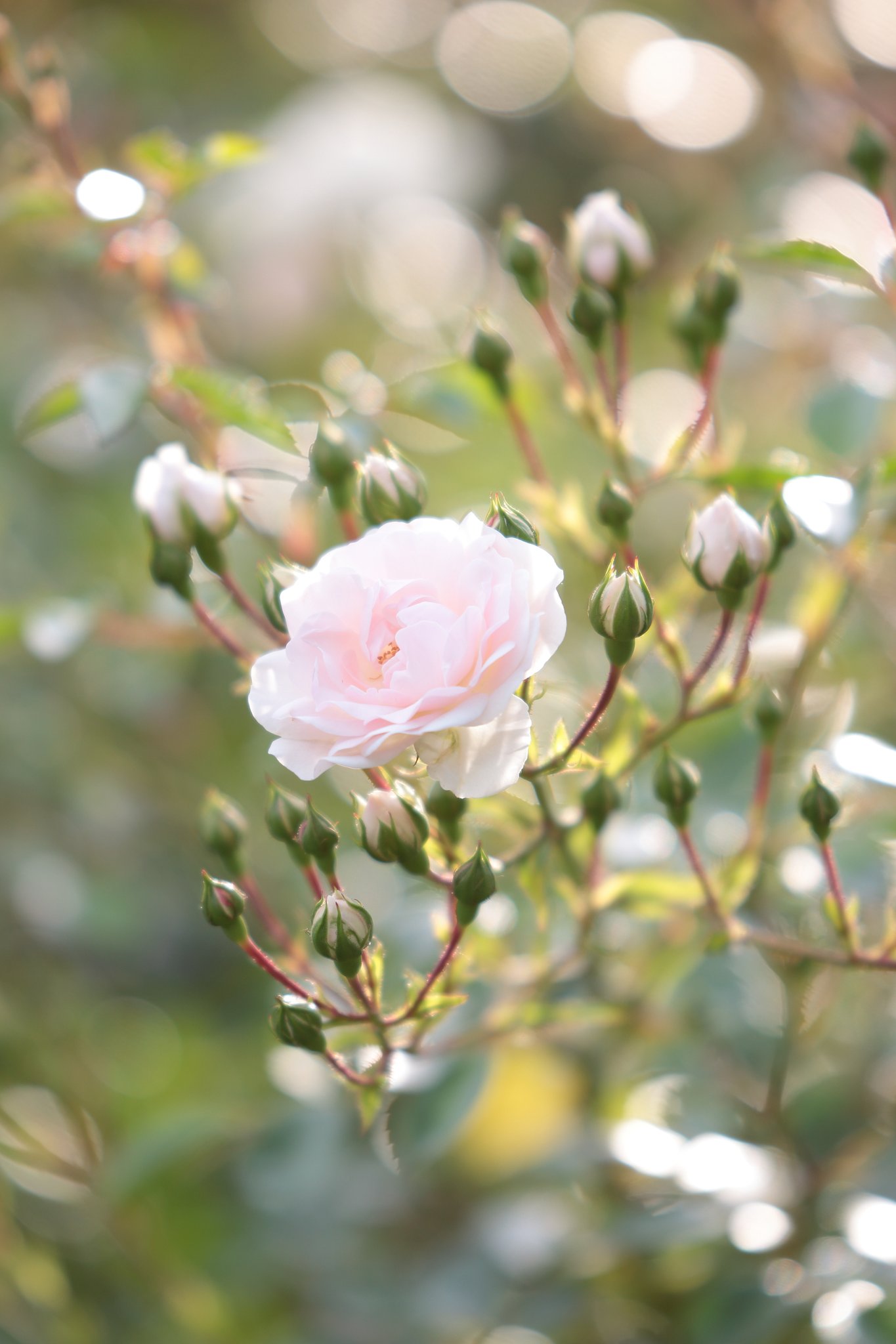 薔薇