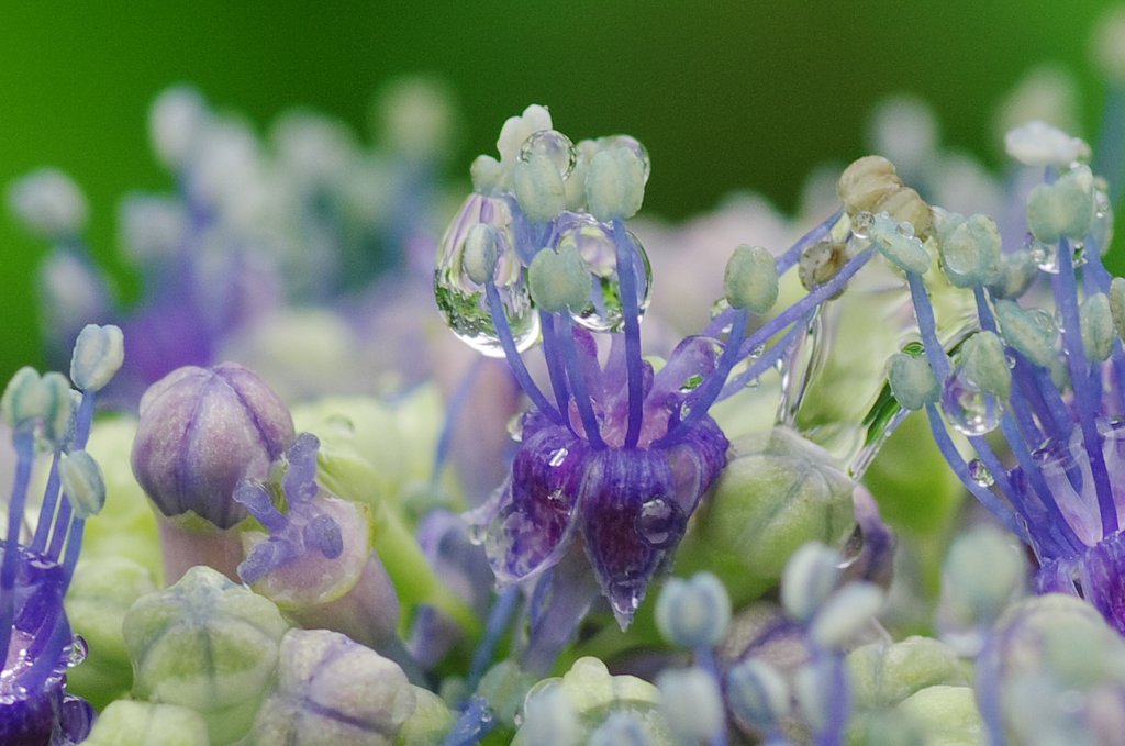 紫陽花開花