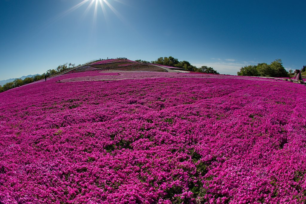 茶臼山高原　芝桜