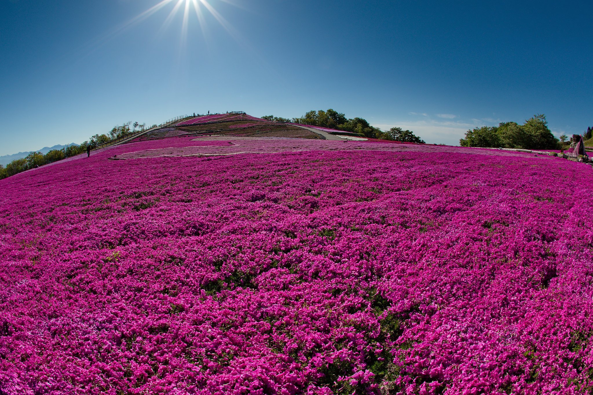 茶臼山高原　芝桜