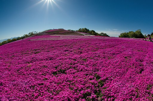 茶臼山高原　芝桜