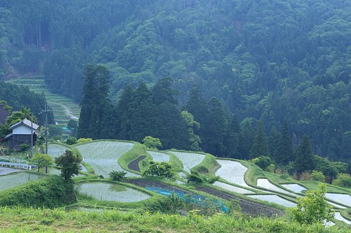 棚田撮りに・・・