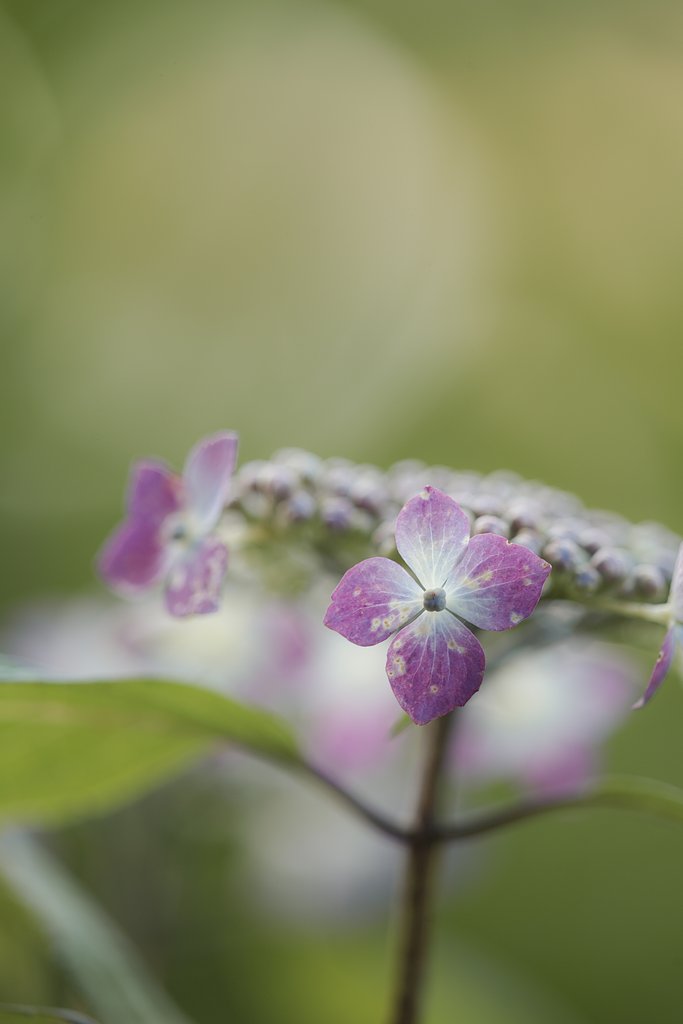 墨田の花火？