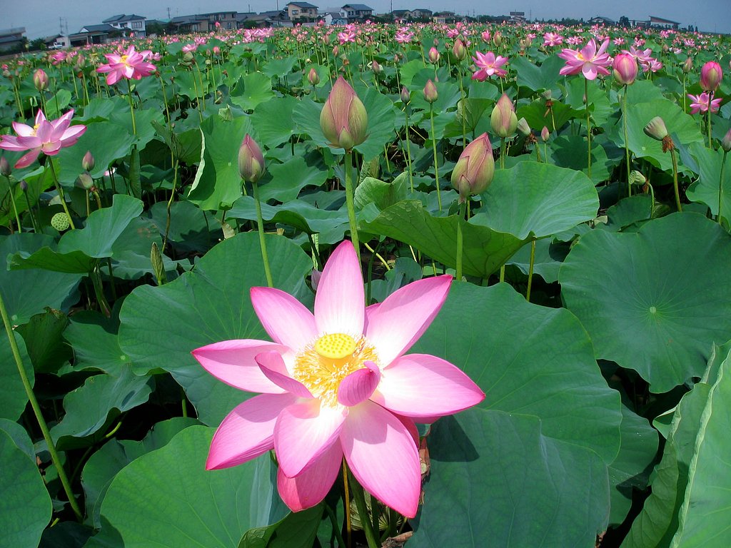 夏景その壱