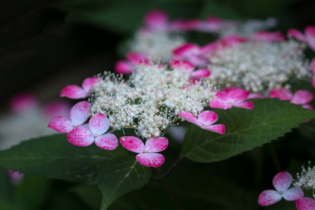 山紫陽花