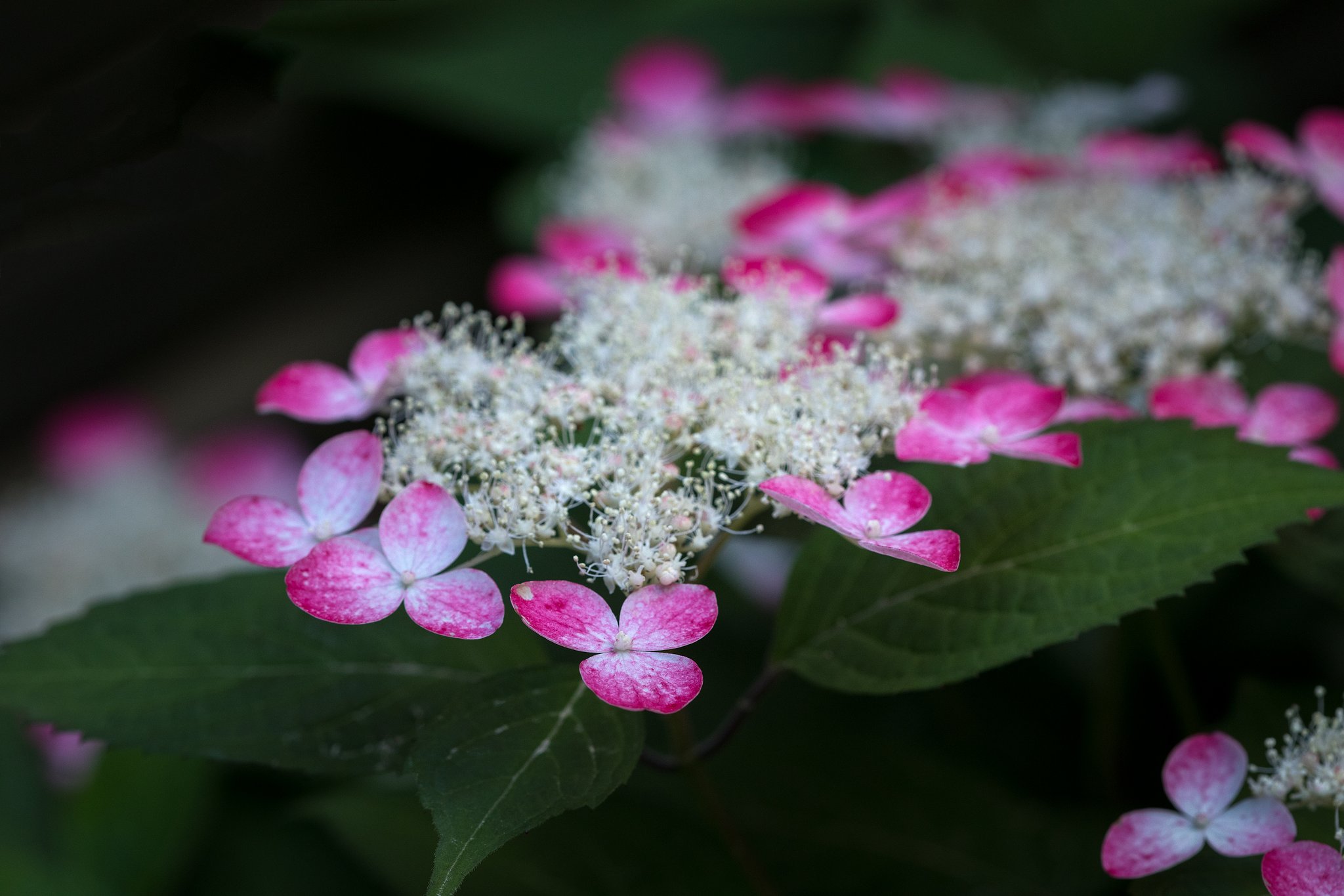 山紫陽花