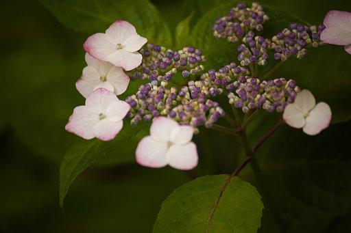 甘茶
