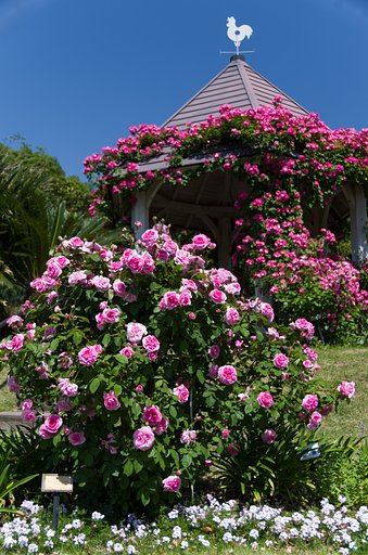 薔薇の東屋