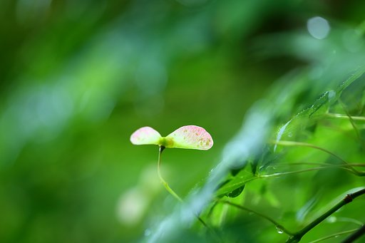 今だからこその プロペラ