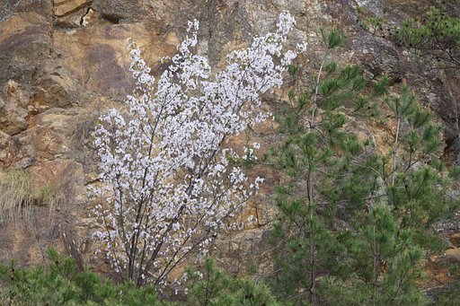 何桜？