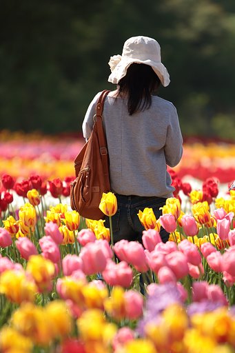 花絵のグラデーション