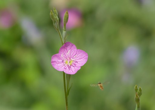 赤花夕化粧