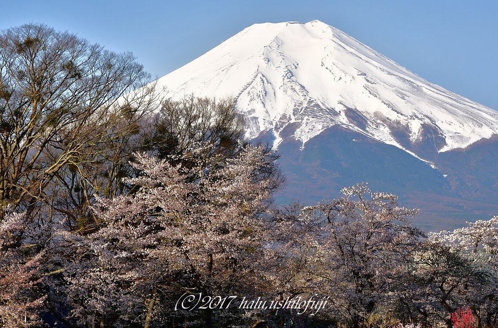 晩春の忍野