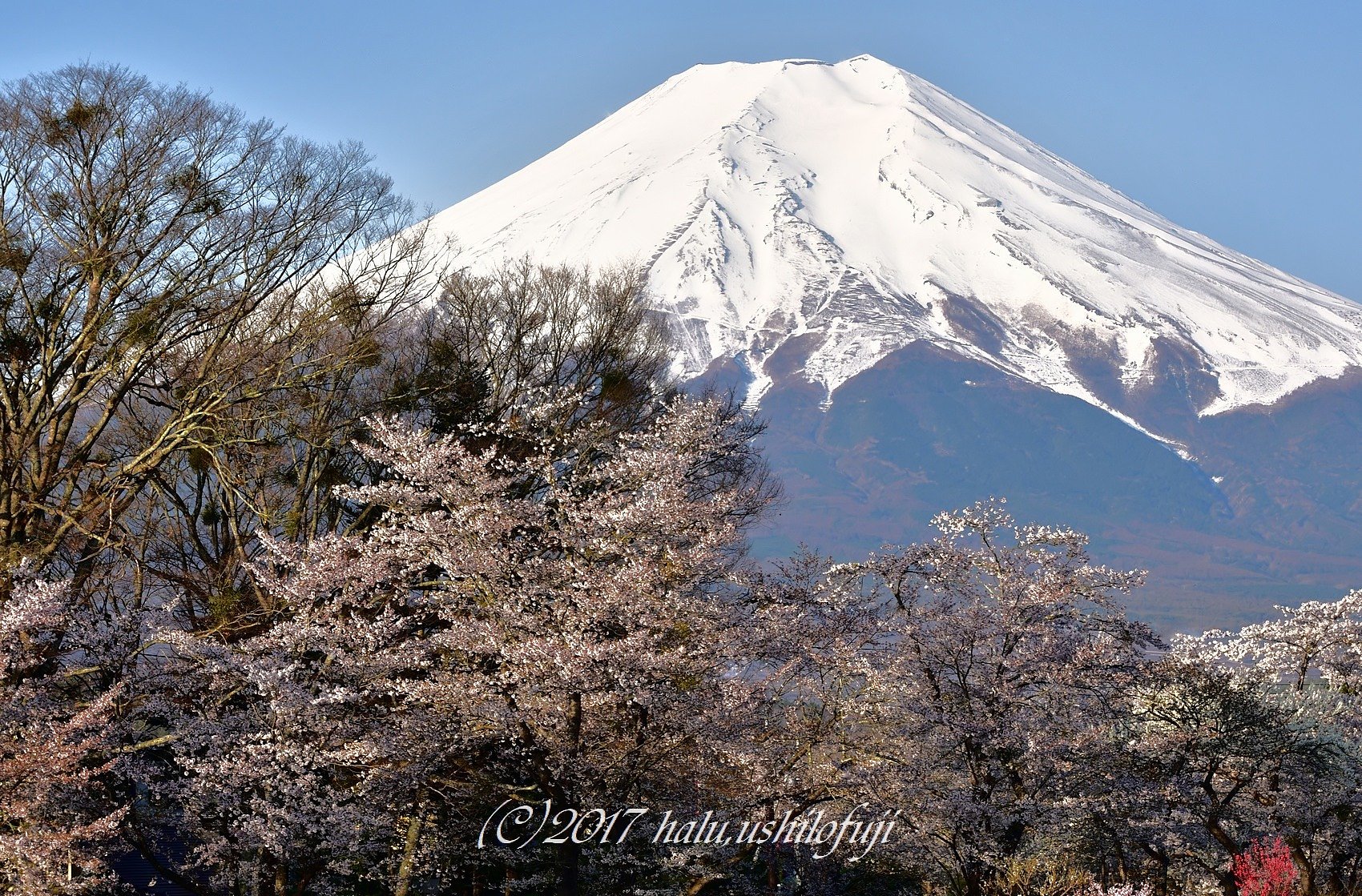 晩春の忍野
