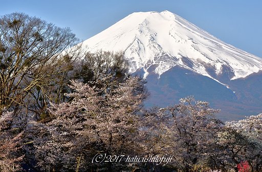 晩春の忍野
