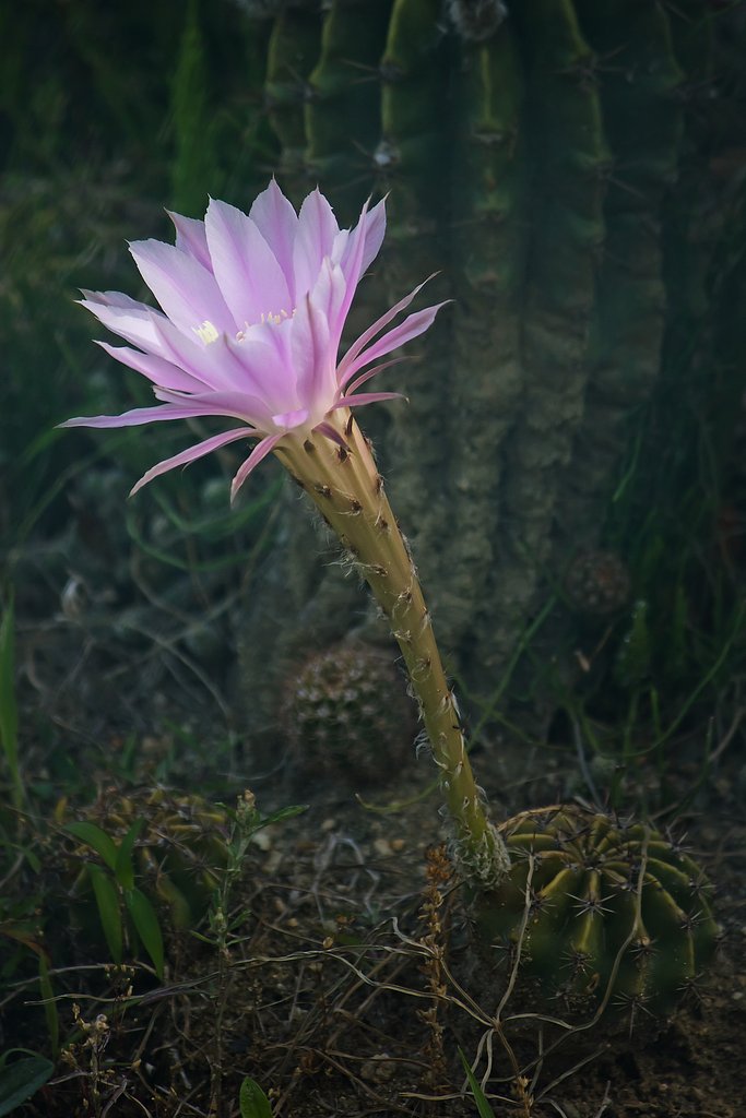 桃色花