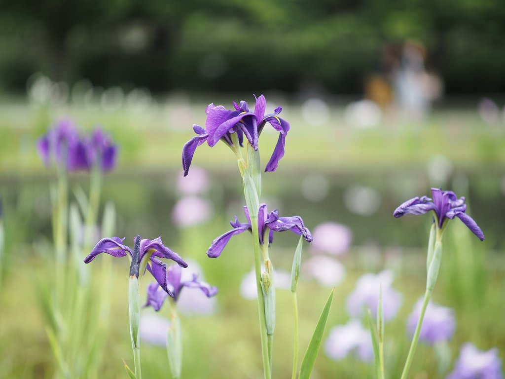 紫の調べ