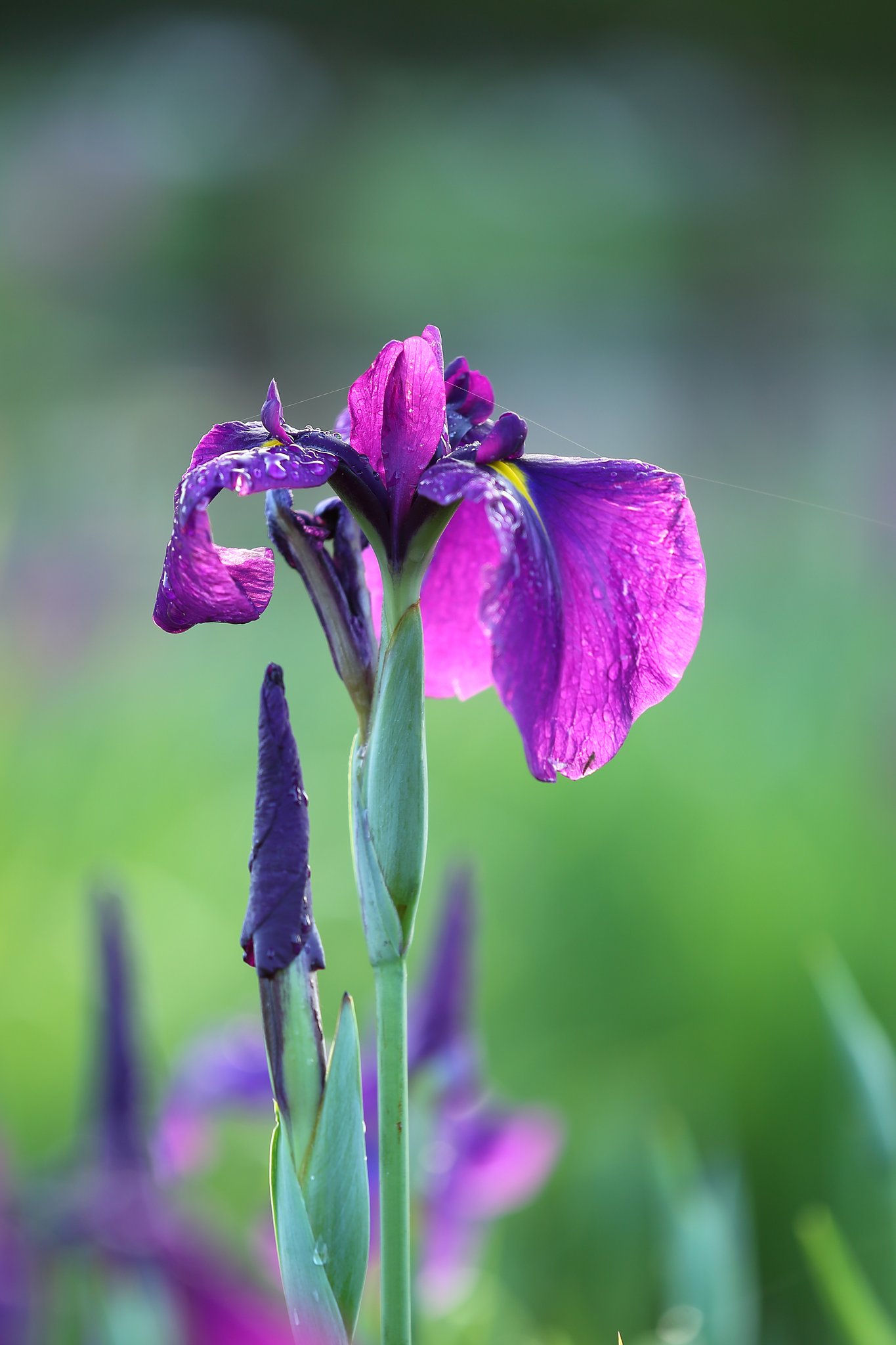 雨後の花菖蒲