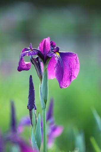雨後の花菖蒲