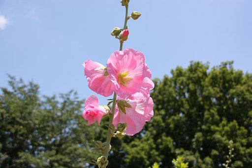 青空とタチアオイ