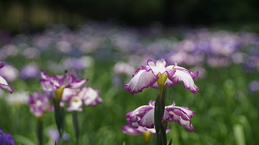 花菖蒲