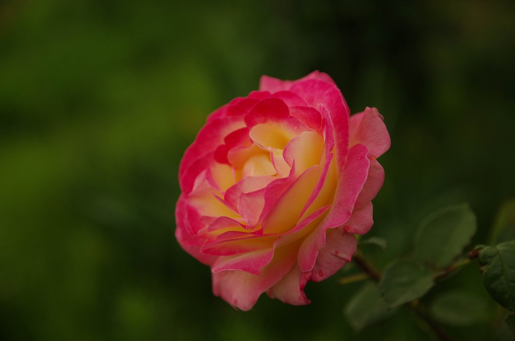 大輪の薔薇
