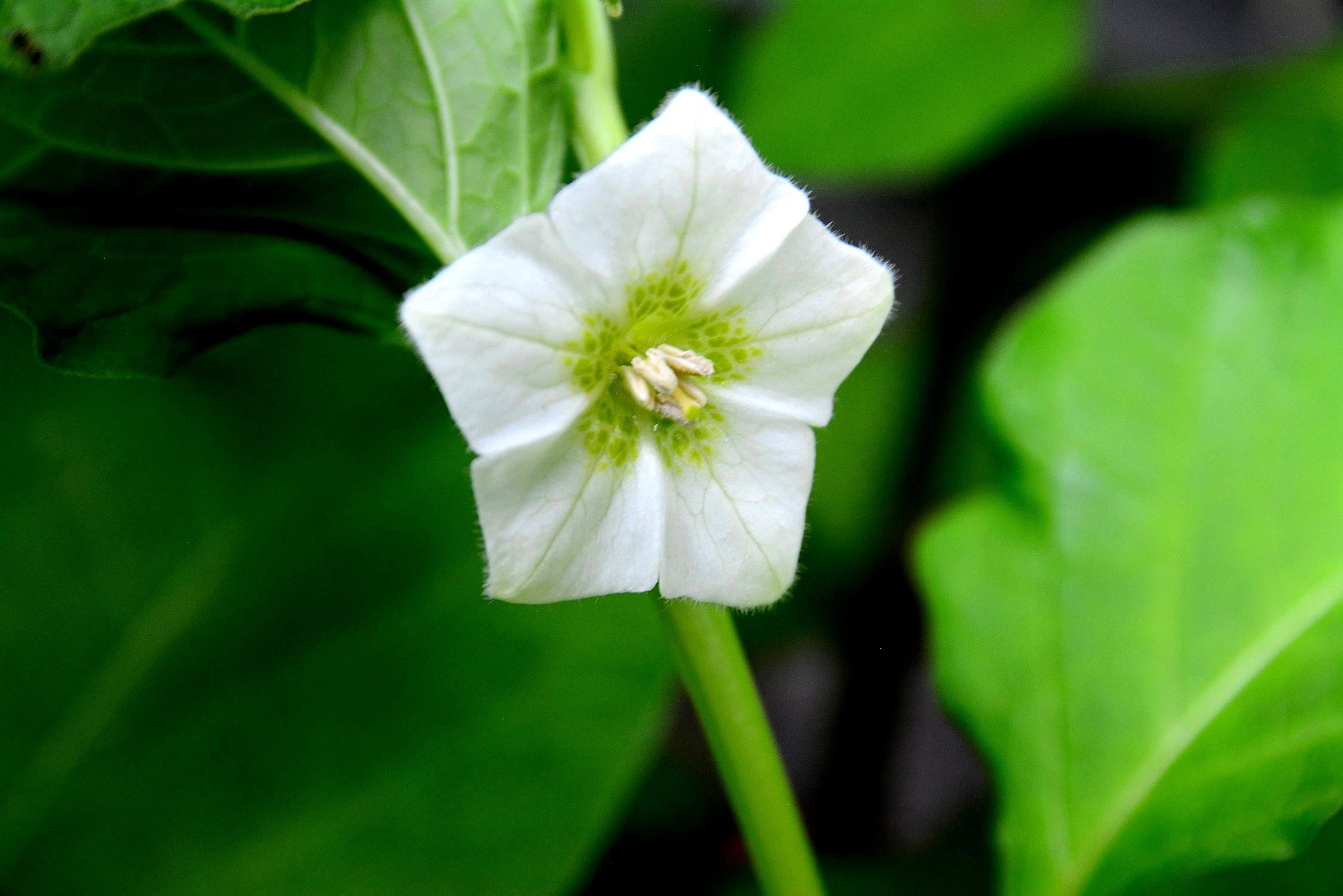 ホオズキの花