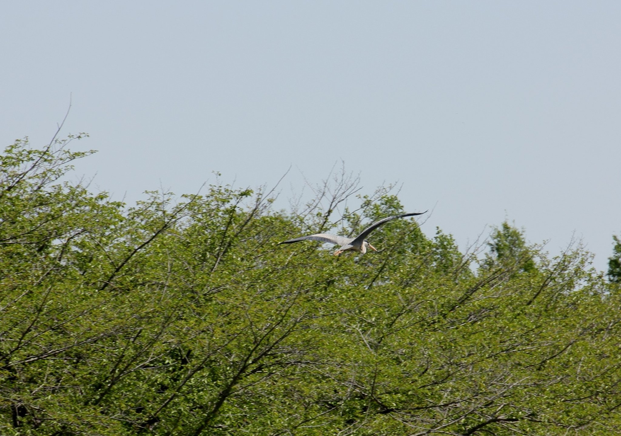 何かが飛んでました