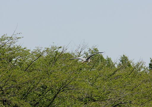 何かが飛んでました