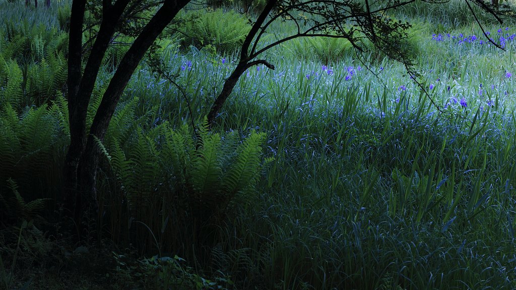 purple sihouette