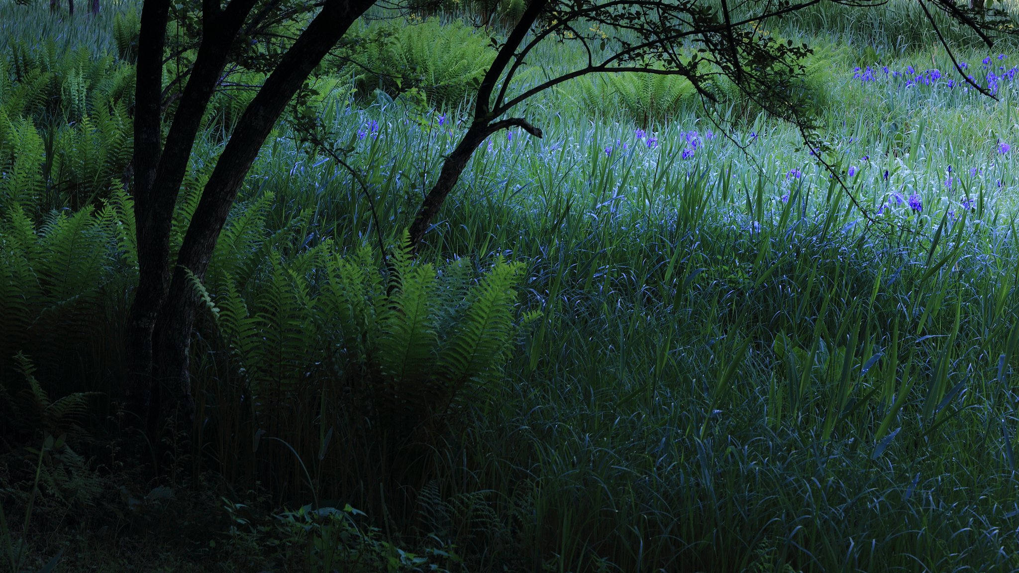 purple sihouette