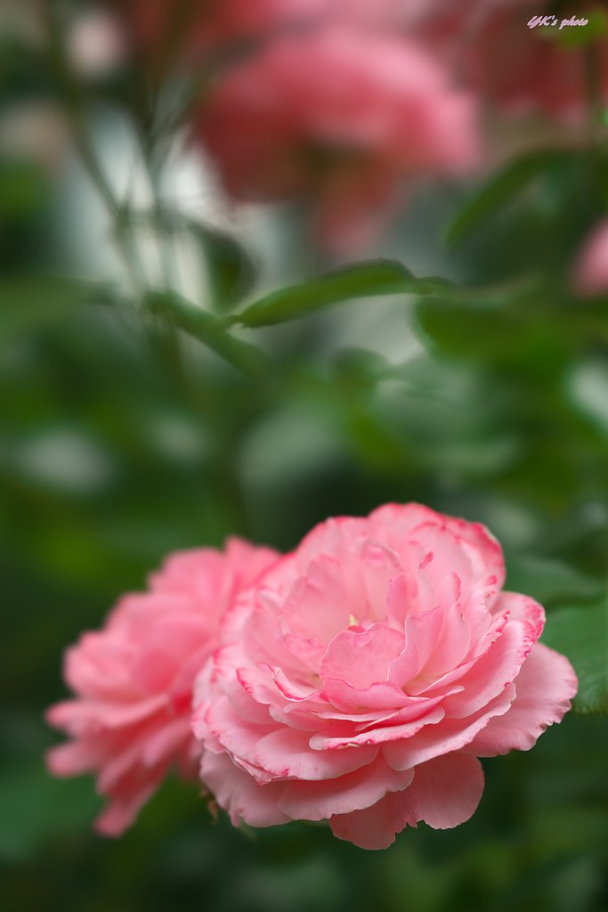 薔薇