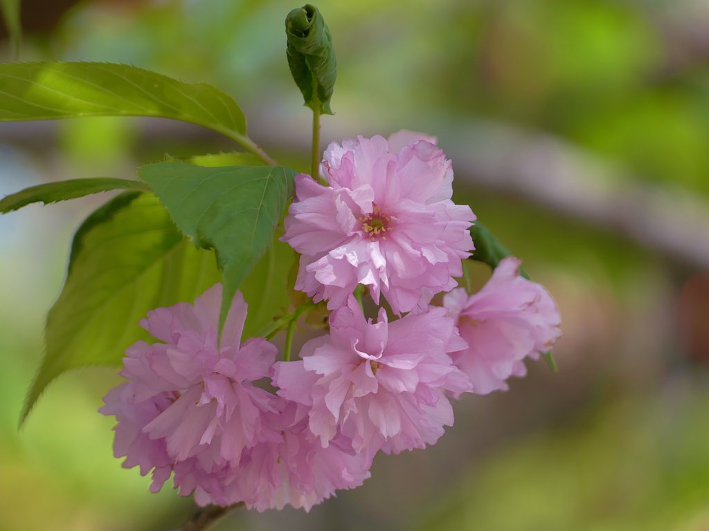 八重桜