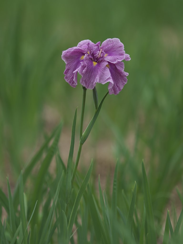 花菖蒲