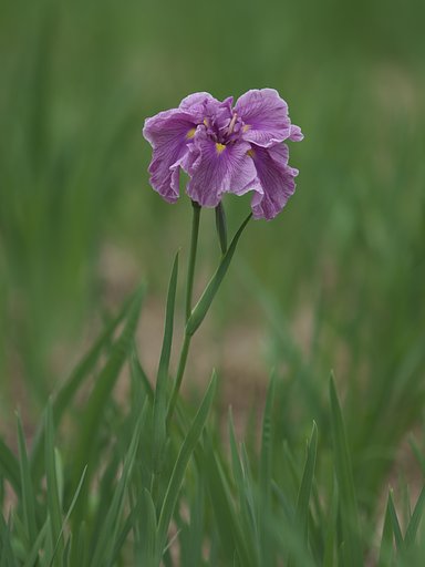 花菖蒲
