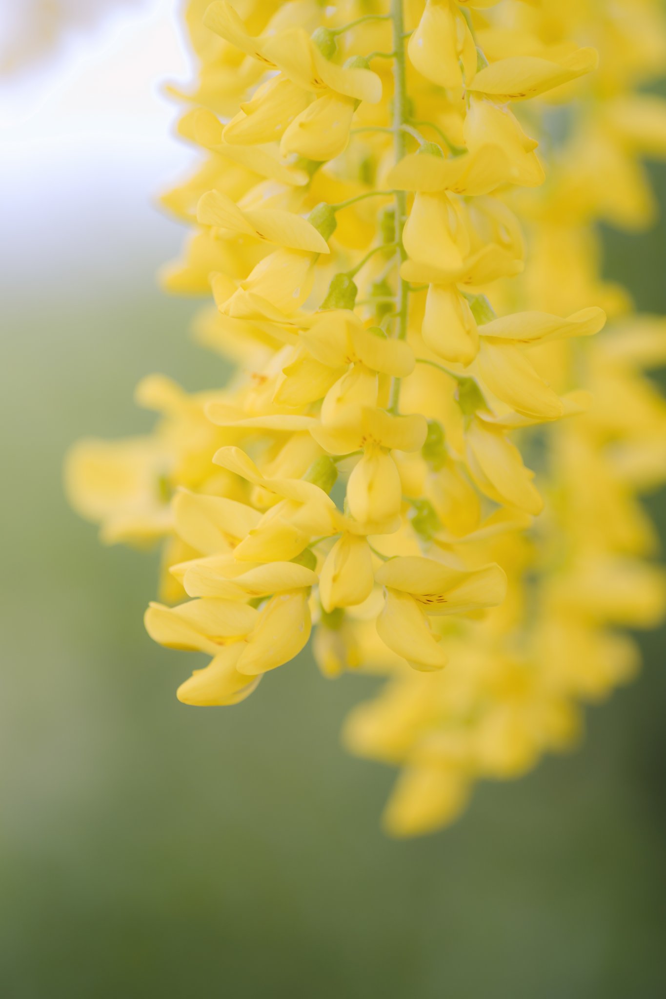 黄色い藤の花