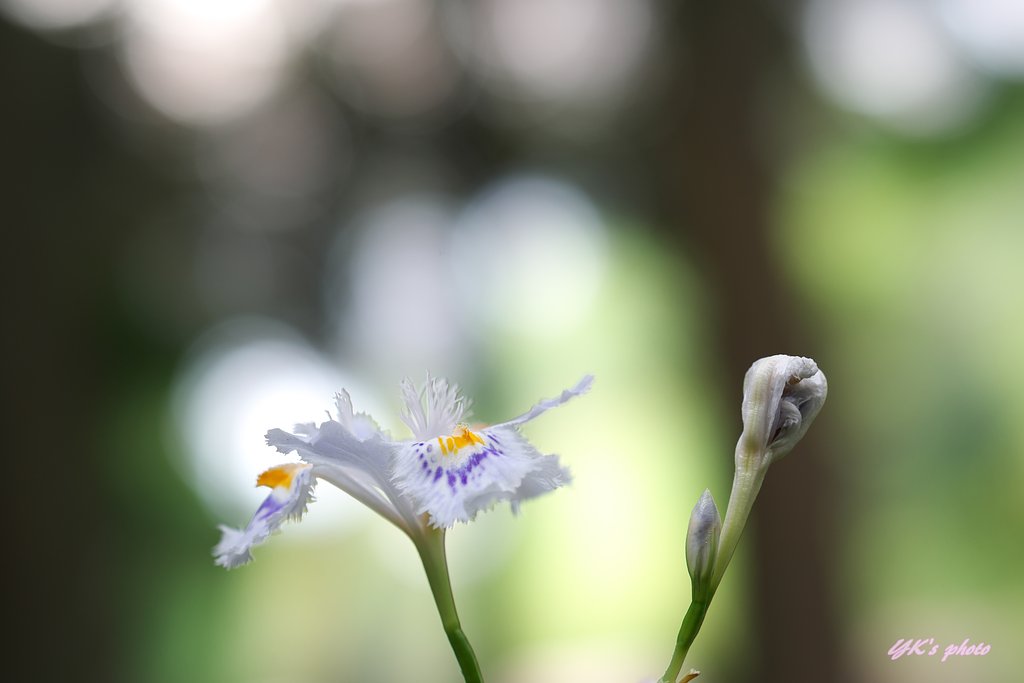 〇