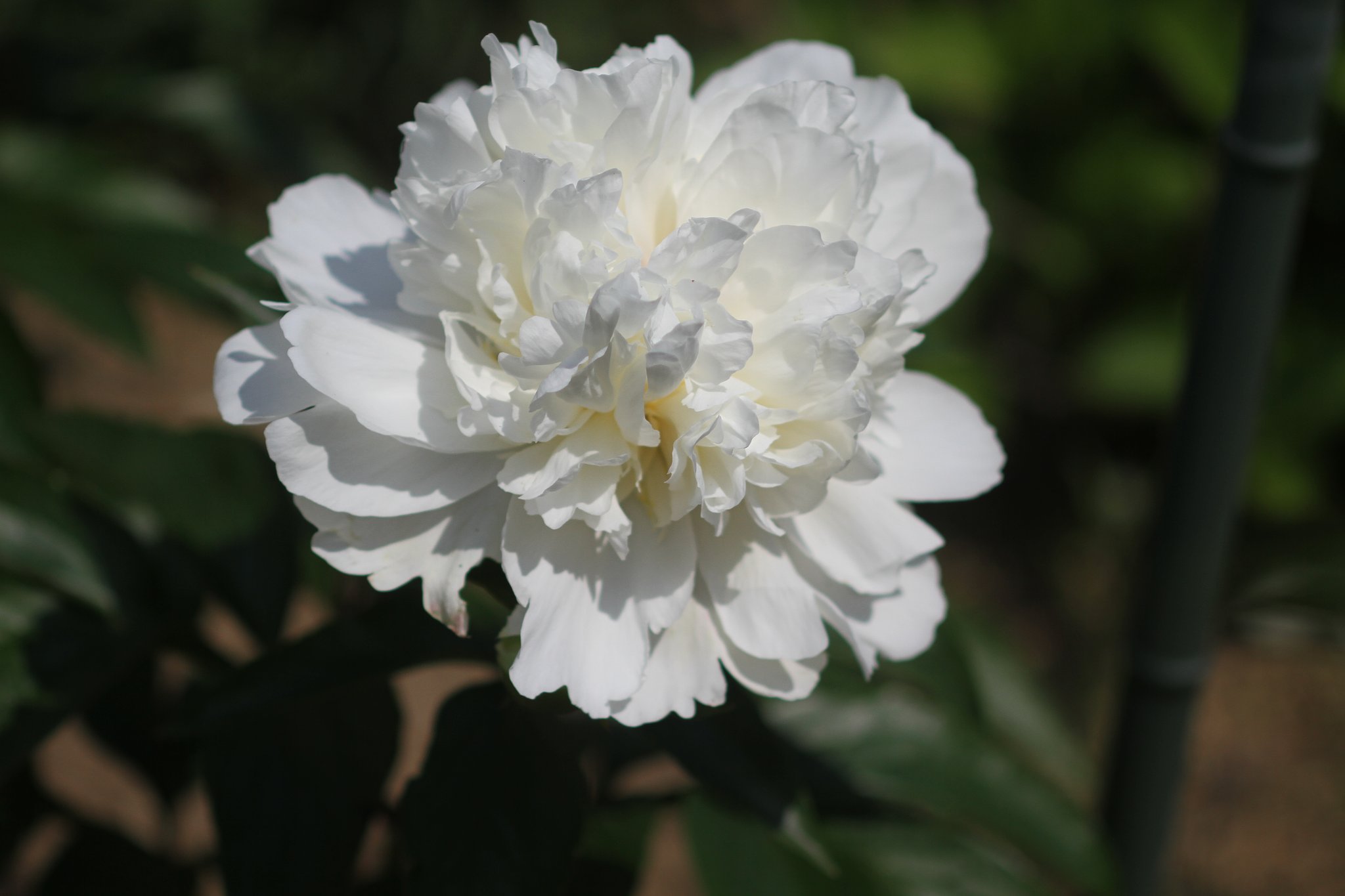 芍薬　NO2