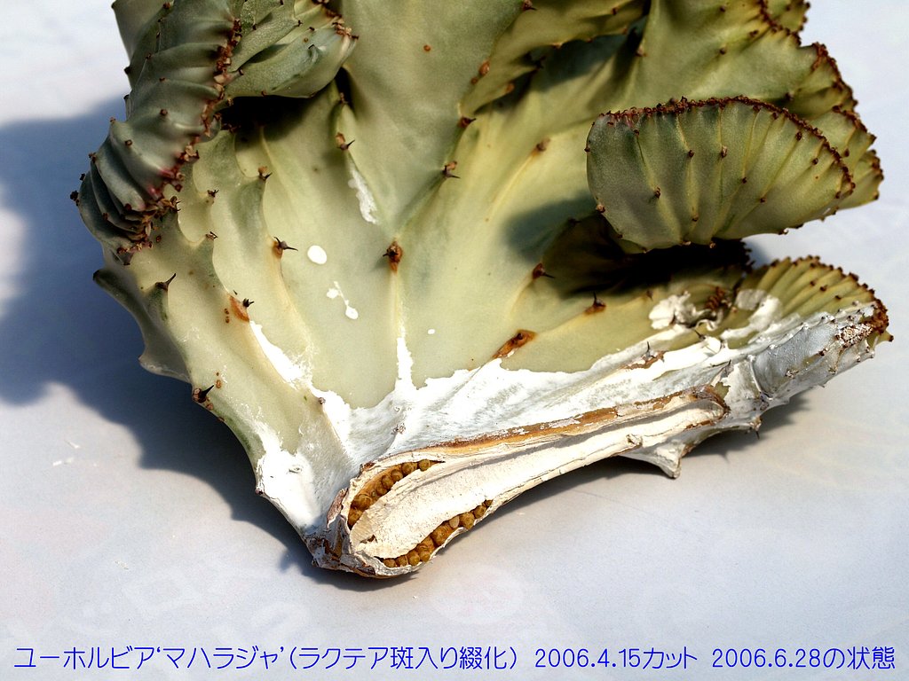 ユーホルビアのカットと発根
